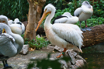 Pelican in portrait. White plumage, large beak, in a large marine bird. Animal