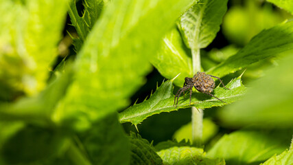 Wolfsspinne trägt junge auf den Rücken
