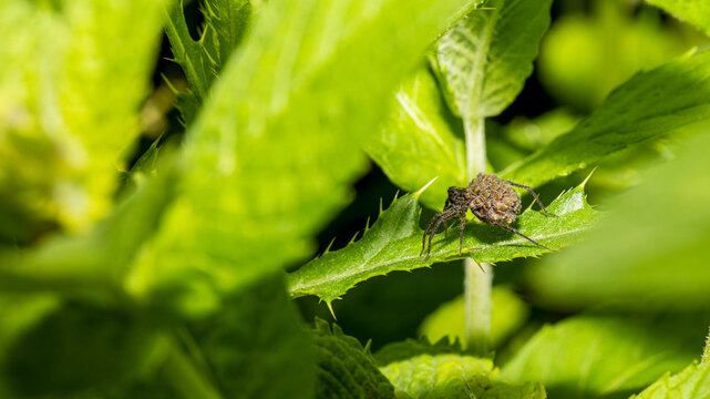Wolfsspinne tr&auml;gt junge auf den R&uuml;cken