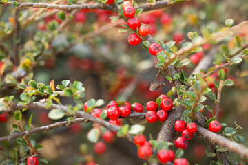 Obraz premium Red autumn berries on a blurred background.