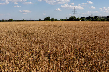 wheat field in summer in July