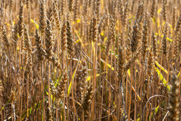 Fototapeta premium wheat field in summer in July