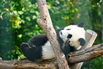 Giant panda lying on tree trunks in the high. Endangered mammal from China. Nature
