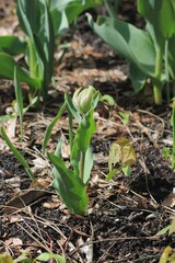 onions in the garden