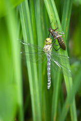 frisch geschlüpfte Blaugrüne Mosaikjungfer (Aeshna cyanea) mit der letzten Häutungshülle an einem Blatt einer Segge