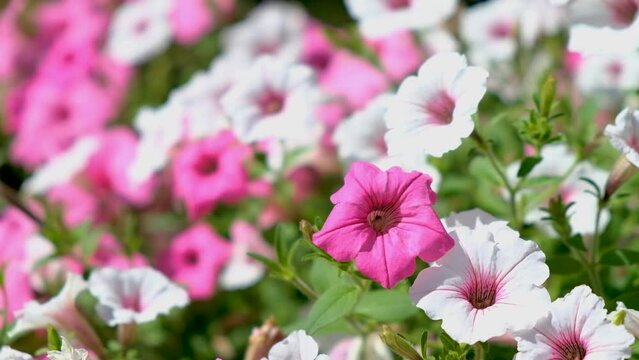 Pink and white surfinia or petunia flowers in bloom blowing on wind. Colorful flowers, gardening.