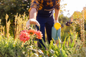 A gardener in work clothes with a watering can in his hand, reaches for a blooming rose. Close-up. The concept of gardening and floristry