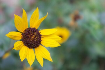 yellow flower in the garden
