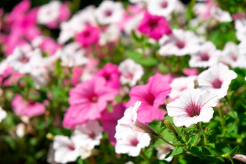 Beautiful cascade of purple and white Surfinia Vein or Ampelous Petunia flowers in bloom. Colorful floral background.