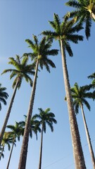 Obraz na płótnie Canvas Many Palm Trees in Brazil