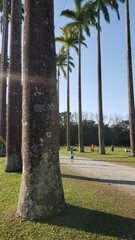 Many Palm Trees in Brazil