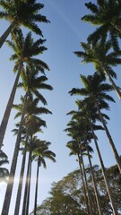 Many Palm Trees in Brazil