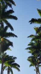 Obraz na płótnie Canvas Many Palm Trees in Brazil