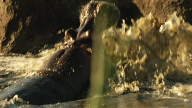 A hippopotamus attacks another hippopotamus with its mouth wide open in a pond in the wild while on safari at the Serengete National Wildlife Refuge in Tanzania. Africa