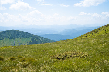 Fototapeta premium Alpine meadow landscape in summer