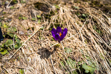 Alpine meadow vegetation landscape in summer