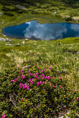 Obraz premium Alpine meadow vegetation landscape in summer