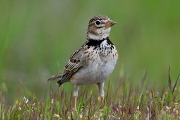 Calandra Lark // Kalanderlerche (Melanocorypha calandra) - Greece // Griechenland
