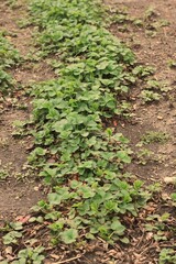 strawberry patch 
