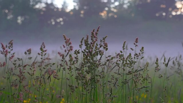 Peaceful morning field mist with Dactylis glomerata plant on foreground