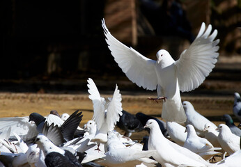 White dove with wings spread. Image with copy space