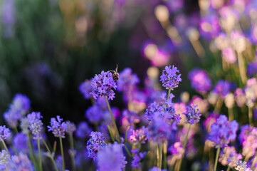 Obraz premium Lavender field. Purple flowers on the field. Provence