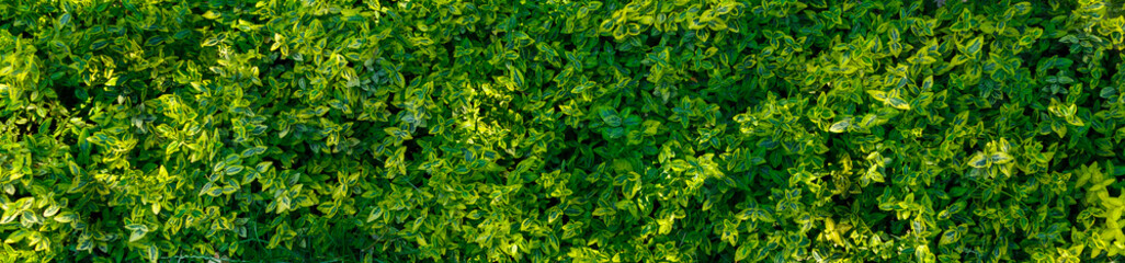 Obraz premium The bushes are bright green-pink. Bush with pink leaves of a round shape on a green background.