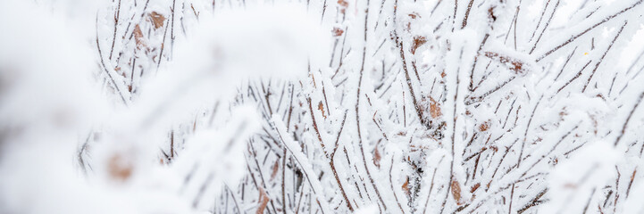 Snow and rime ice on the branches of bushes. Beautiful winter background with twigs covered with...