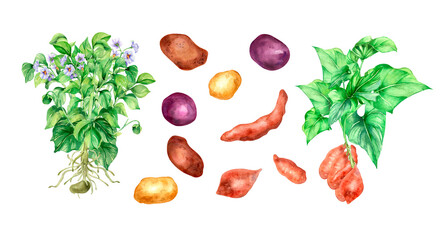 Set of potato bush watercolor illustration on white background