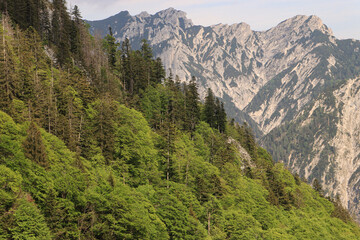Fototapeta na wymiar Frühling im Salzkammergut; Blick von der Niedergadenalm zum Bergwerkskogel