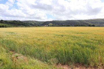 Obraz premium A field of crops waves gently in the wind on Porlock salt marshes near Bossington in Somerset, England