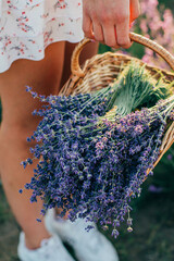 close-up on a bouquet of lavender in a wicker basket in the hands of a woman