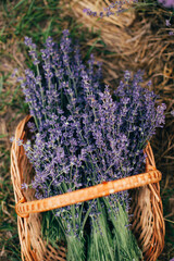 lavender flowers on a field in summer in a wicker basket