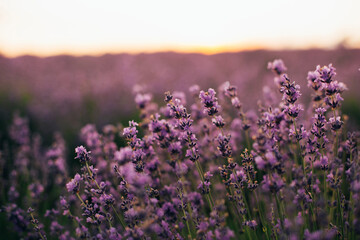 lavender flowers on a field in summer