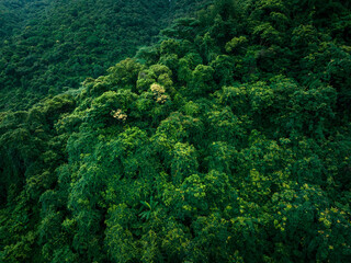 Aerial view of beautiful tropical forest mountain landscape
