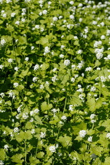 Weiße Taubnessel (lamium) album