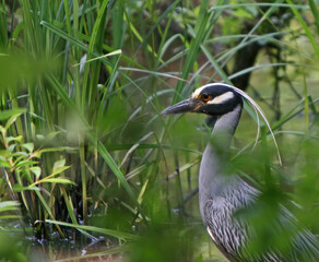 Obraz premium Yellow Crowned Night Heron