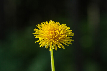 Beautiful blooming dandelion on a dark background.