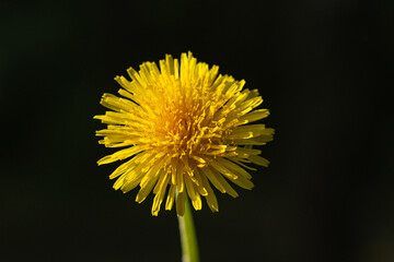 Beautiful blooming dandelion on a dark background.