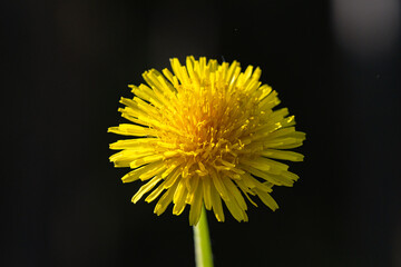 Beautiful blooming dandelion on a dark background.