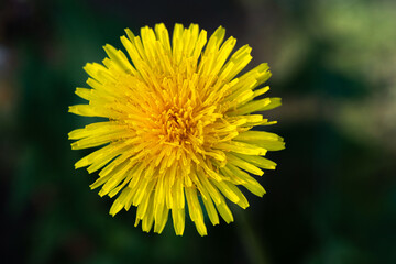 Beautiful blooming dandelion on a dark background.