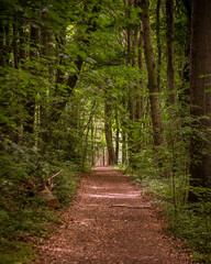 Obraz premium path in the woods with golden light