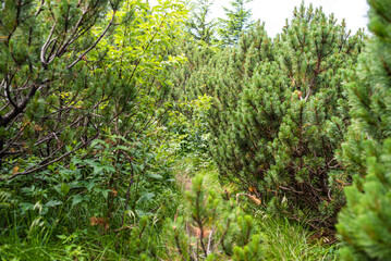 Alpine meadow vegetation landscape in summer
