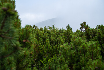 Coniferous forests in the mountains. Branches on trees