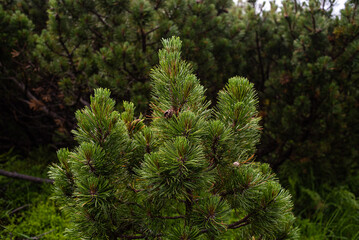 Coniferous forests in the mountains. Branches on trees