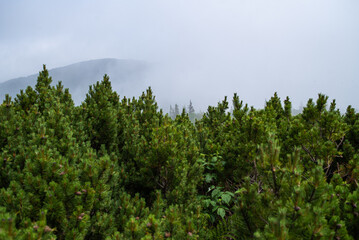 Obraz premium Mountain hiking. Beautiful mountain views. Coniferous forests and alpine meadows