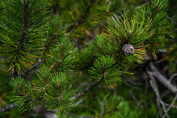 Alpine meadow vegetation landscape in summer