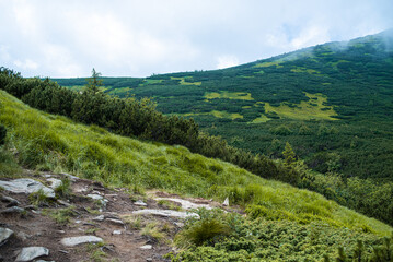 Fototapeta na wymiar Mountain hiking. Beautiful mountain views. Coniferous forests and alpine meadows