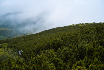 Obraz premium Mountain hiking. Beautiful mountain views. Coniferous forests and alpine meadows