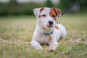 Young beautiful Jack Russell Terrier on a walk in the park.